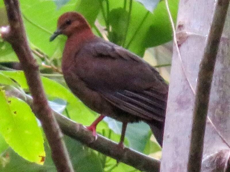 Shy Ground Dove, Photos 2