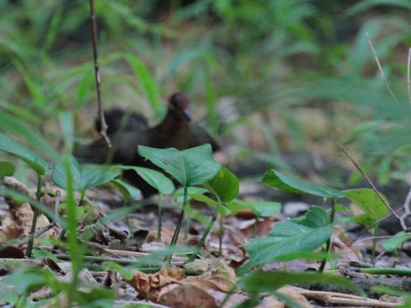 Shy Ground Dove, Photos 3