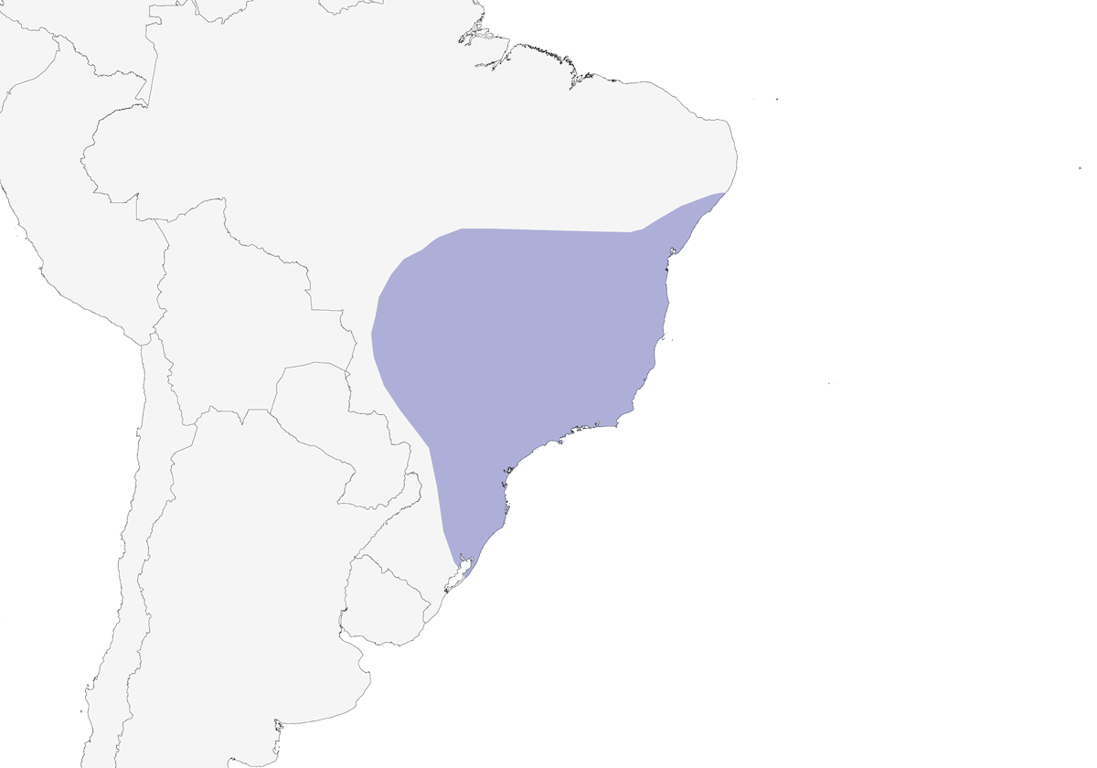 Coqueta frisada, Distribución 1