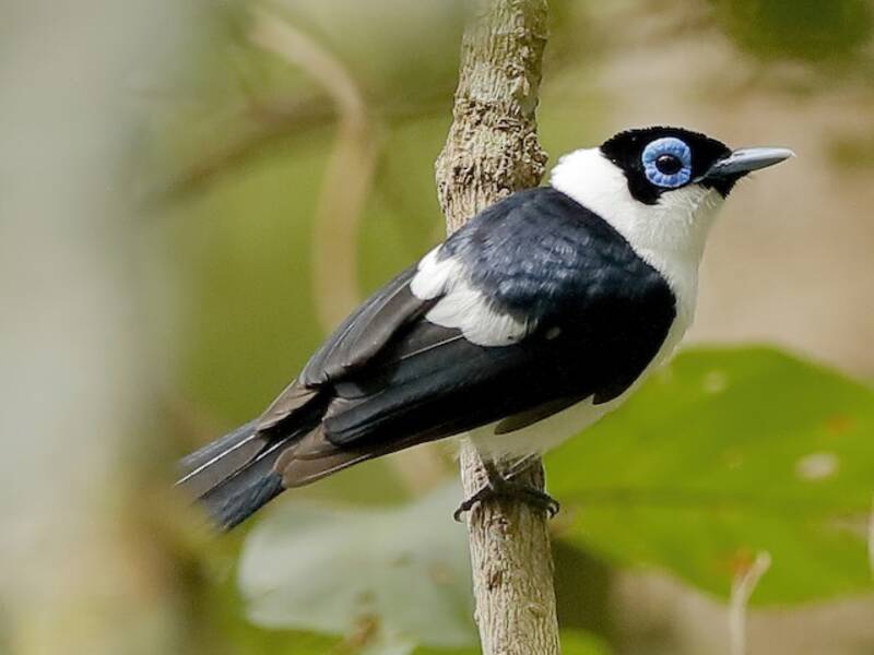 Frilled Monarch, 照片 4