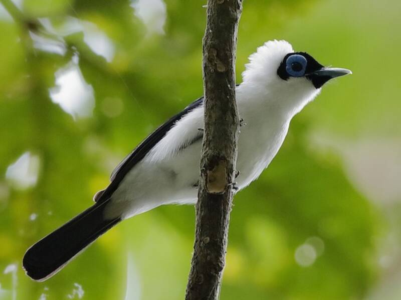 Frilled Monarch, 照片 2