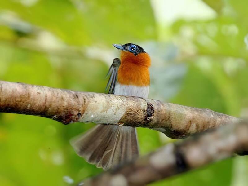 Frilled Monarch, 照片 3