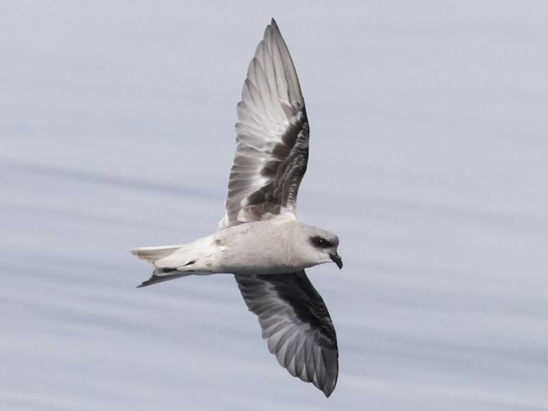 Fork-tailed Storm-Petrel, Photos 4