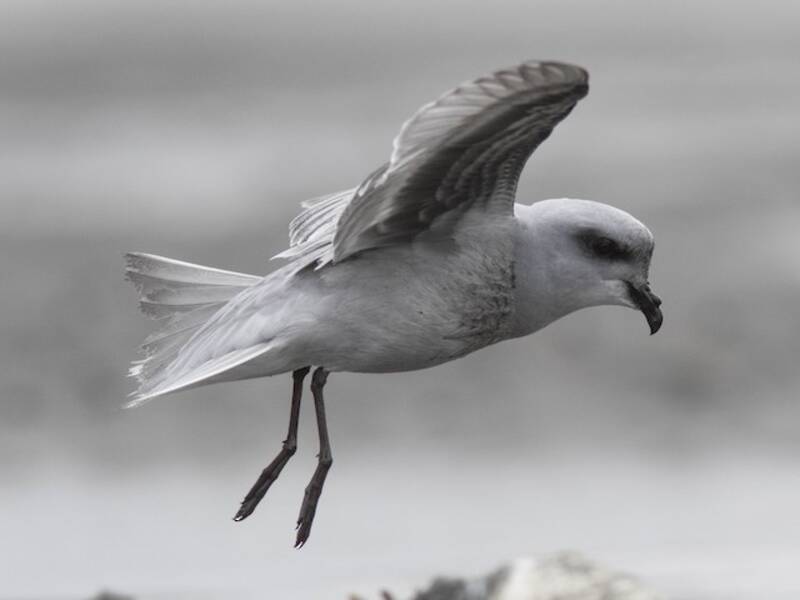 Fork-tailed Storm-Petrel, Photos 3