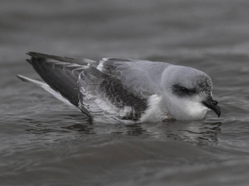 Fork-tailed Storm-Petrel, Photos 2