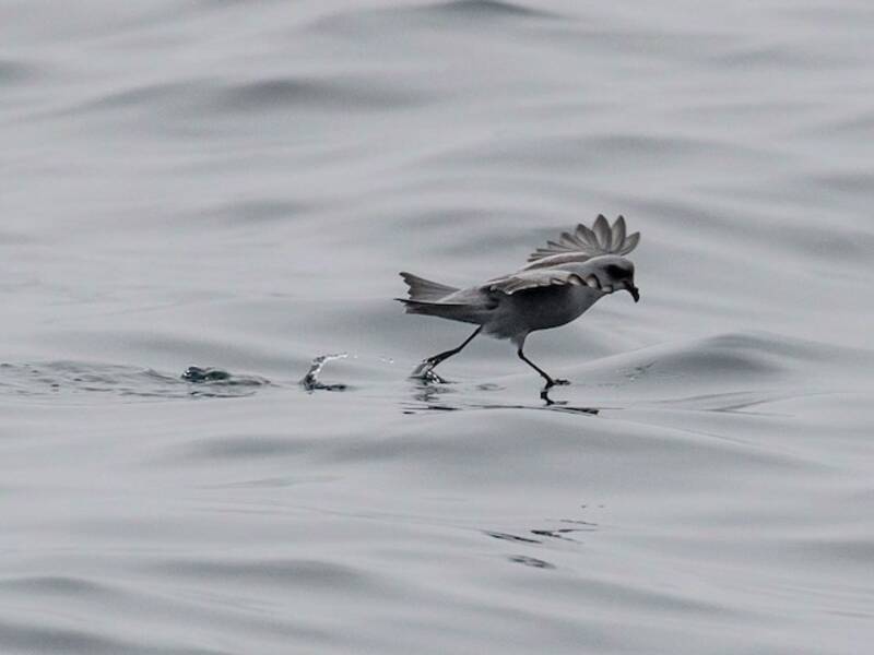 Fork-tailed Storm-Petrel (Hydrobates furcatus)