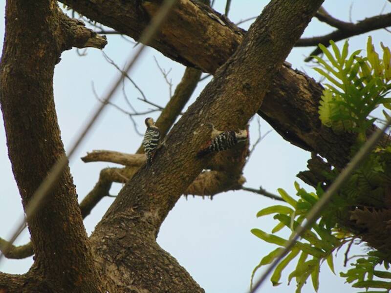 Fulvous-breasted Woodpecker