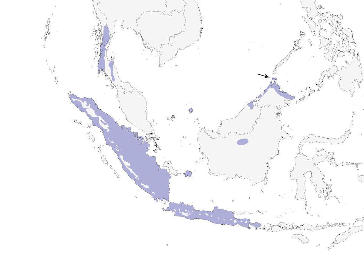 Papamoscas Selvático Pechirrufo, Distribución 1