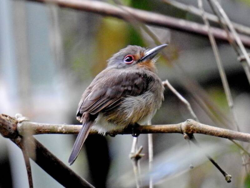 Fulvous-chinned Nunlet