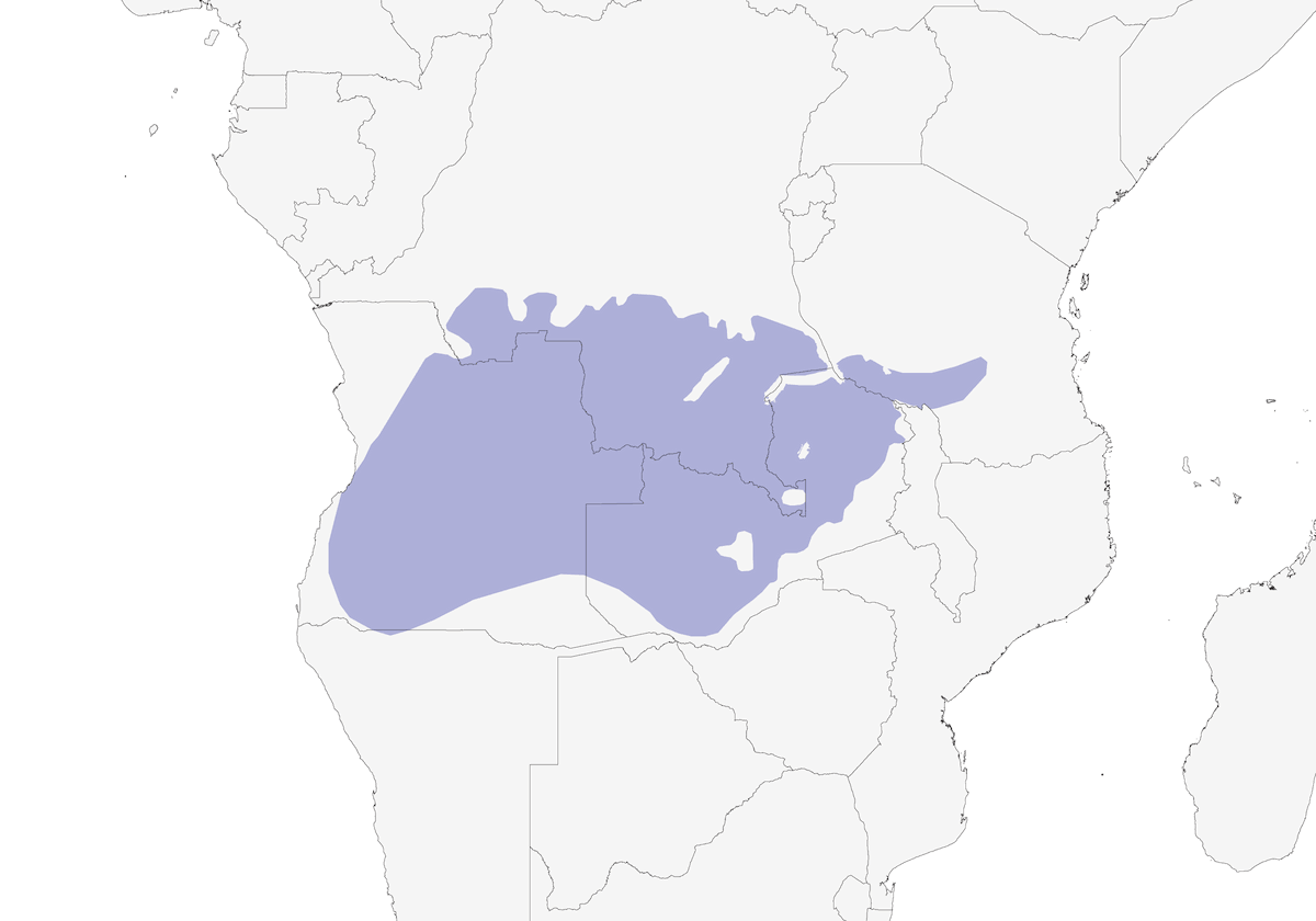 Artigliere di Fülleborn, Distribuzione 1