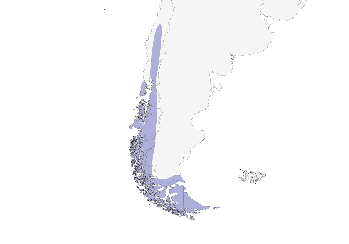 Becasina fueguina, Distribución 1
