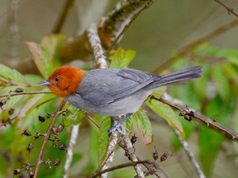Fulvous-headed Tanager, Photos 4