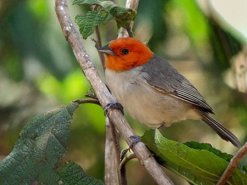 Fulvous-headed Tanager, Photos 2