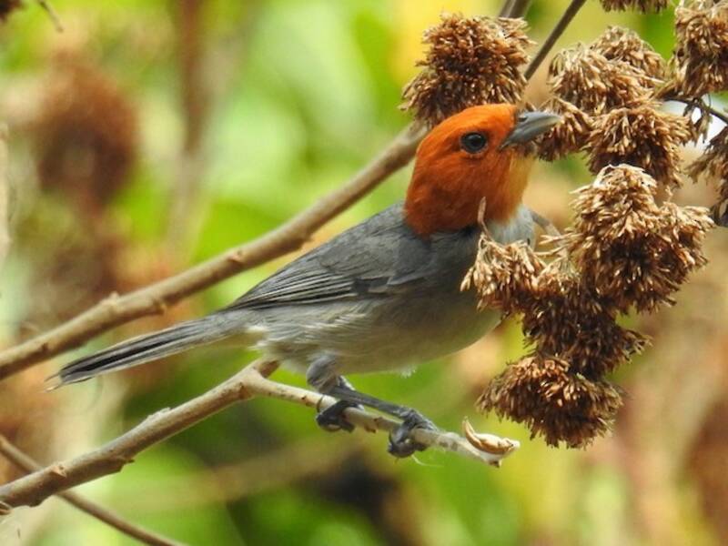 Fulvous-headed Tanager