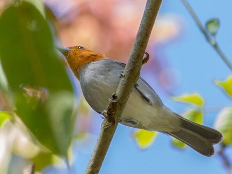 Fulvous-headed Tanager, Photos 3
