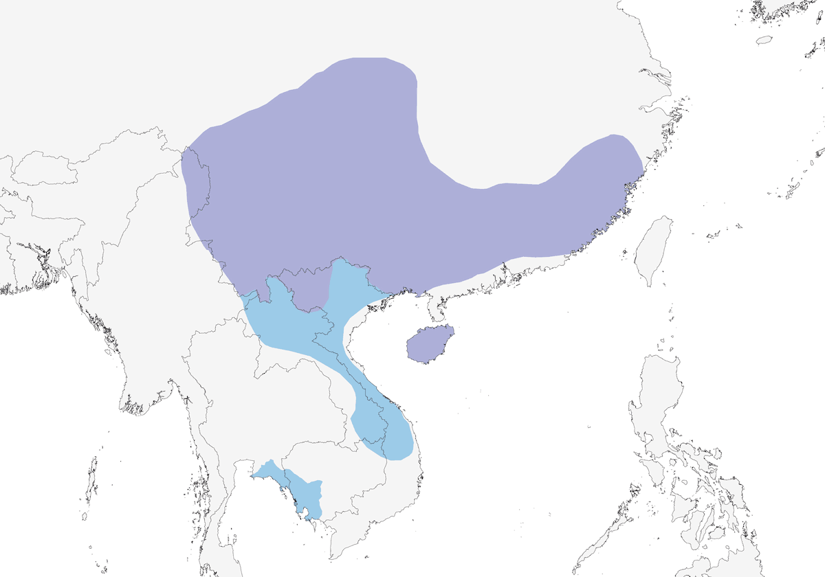 Fujian-Niltava, Verbreitung 1