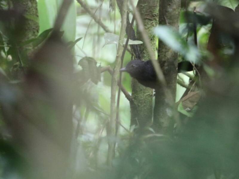 Batará leonado