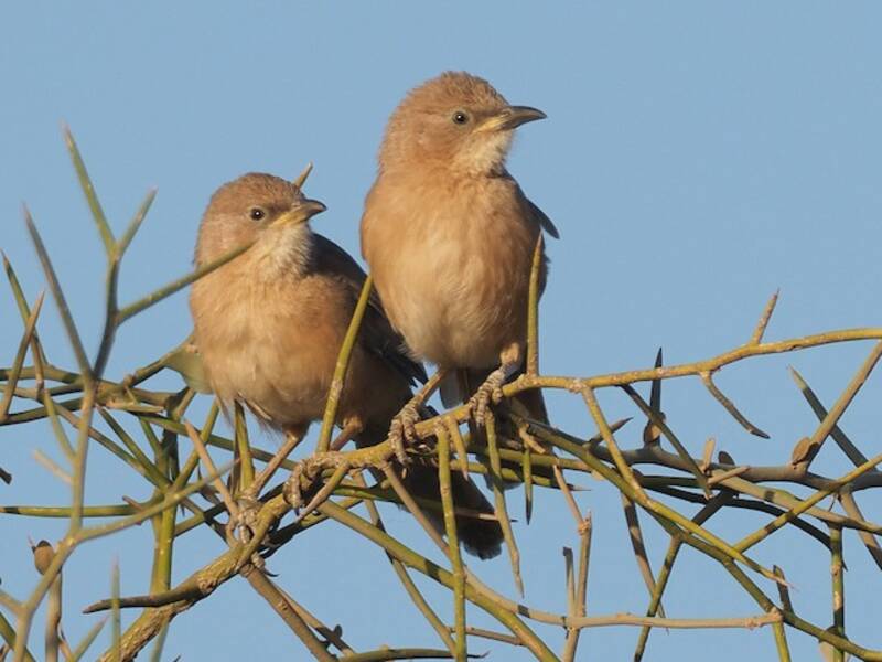 Fulvous Chatterer, Photos 3