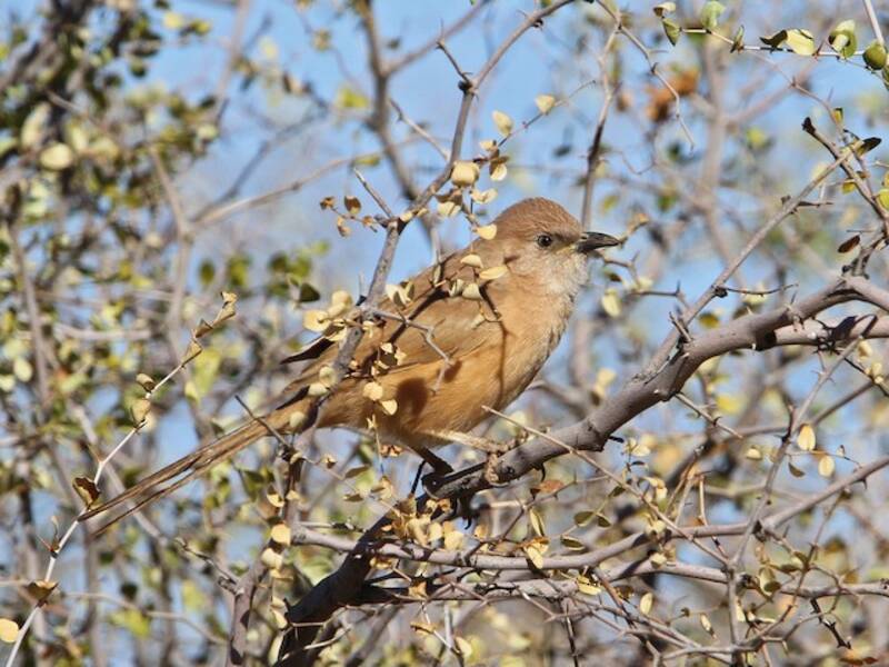 Fulvous Chatterer, Photos 2