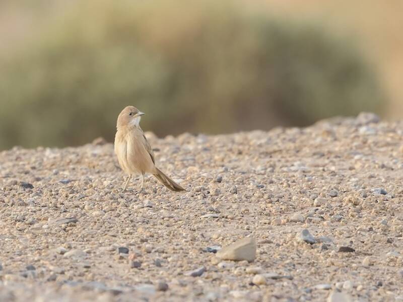 Fulvous Chatterer, Photos 4