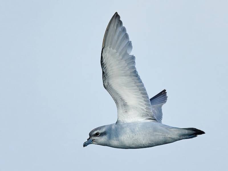Antarktikwalvogel