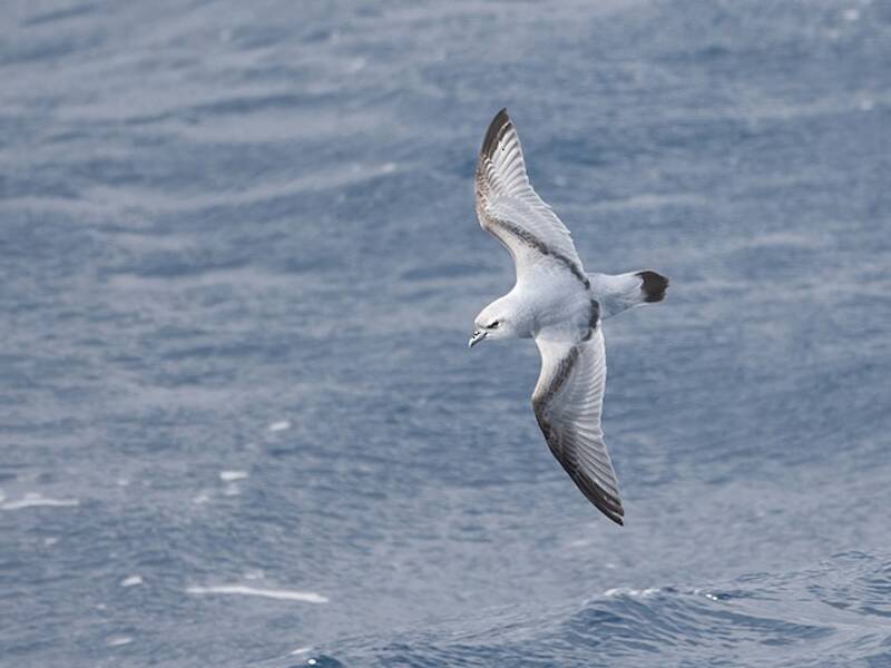 Antarktikwalvogel, Fotos 4