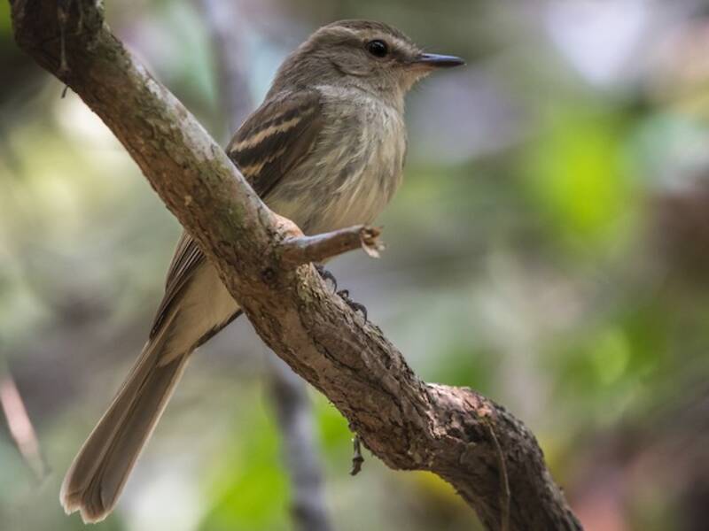 Fuscous Flycatcher