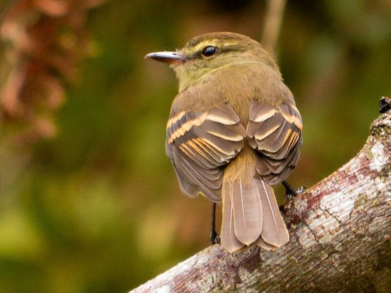 Fuscous Flycatcher, 照片 3