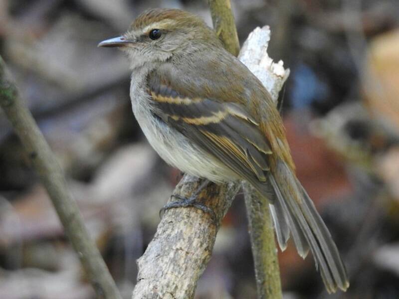Fuscous Flycatcher, 照片 2