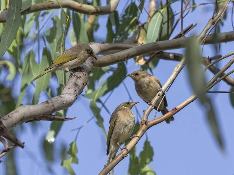 Fuscous Honeyeater