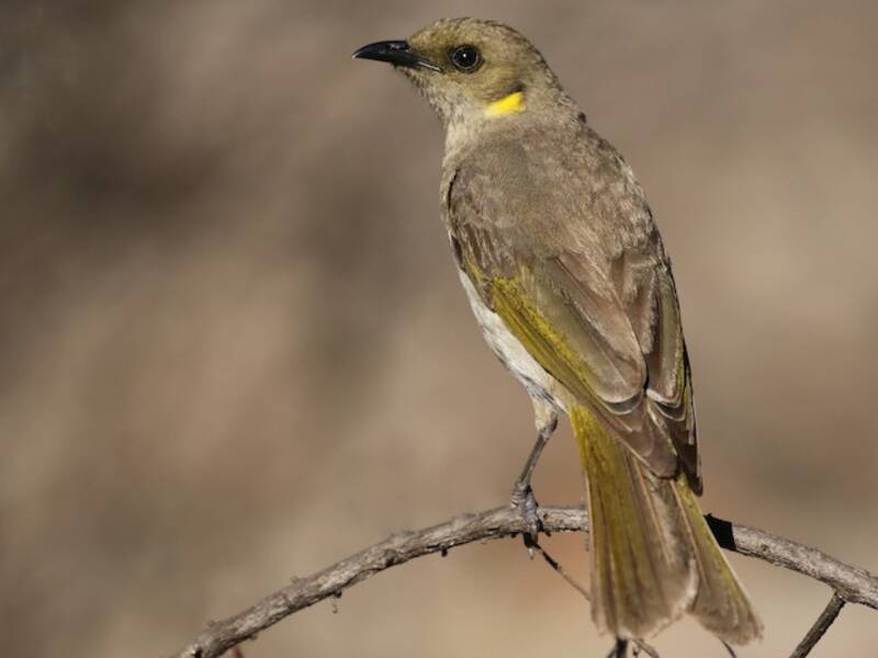 Fuscous Honeyeater, Photos 4