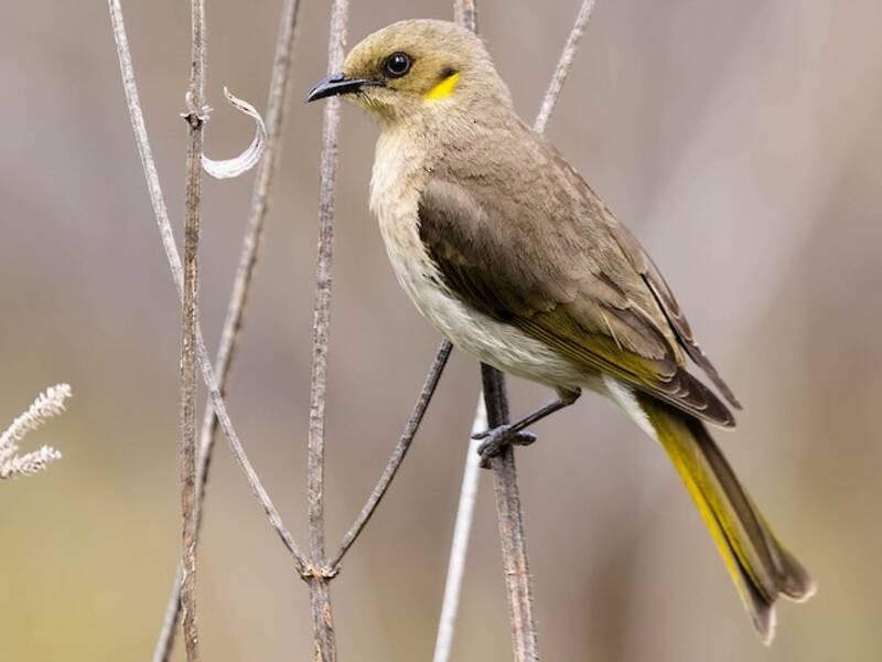 Fuscous Honeyeater, Photos 3