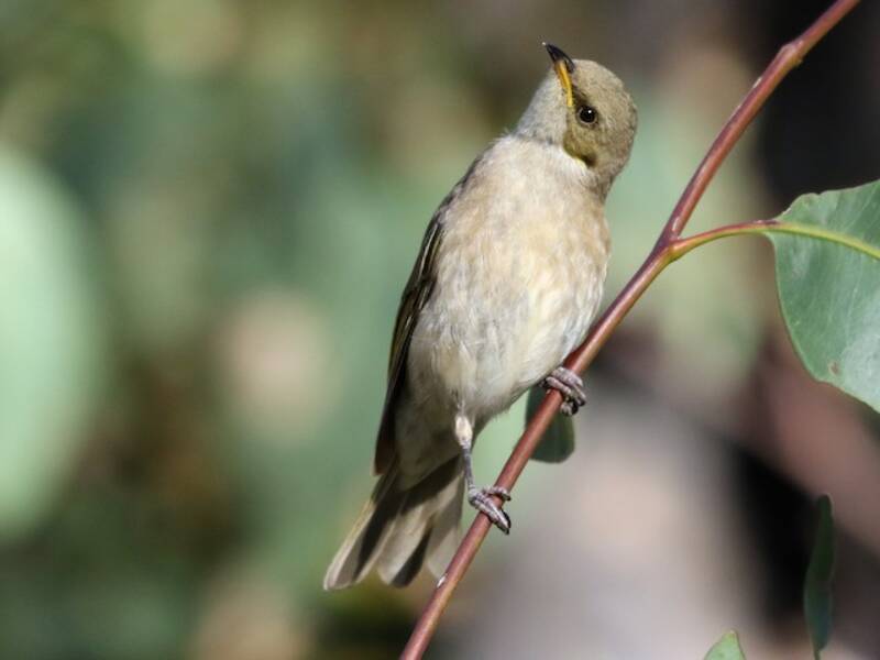 Fuscous Honeyeater, Photos 2