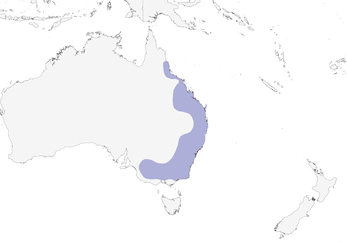 Fuscous Honeyeater, Distribution 1