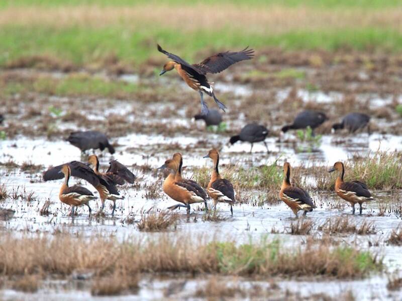 Fulvous Whistling-Duck, 照片 2