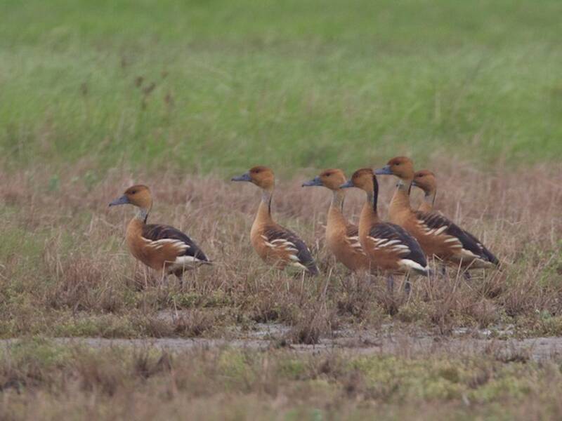 Fulvous Whistling-Duck, 照片 3