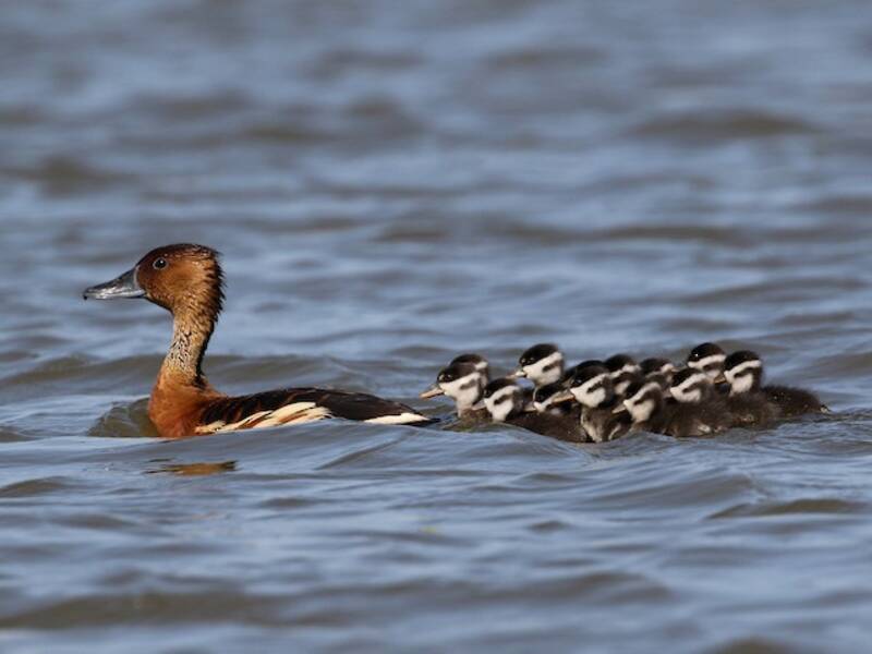 Fulvous Whistling-Duck (Dendrocygna bicolor)
