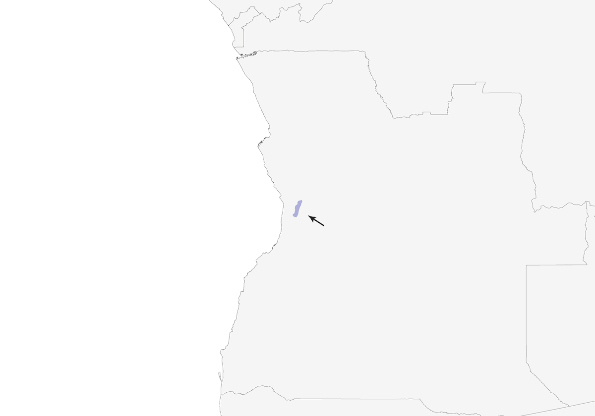 Gabela Akalat, Distribution 1