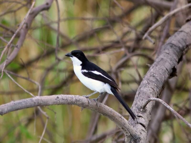 Bubú Bicolor