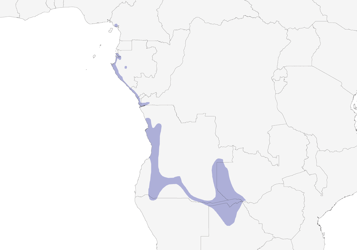 Boubou bicolore, Distribuzione 1