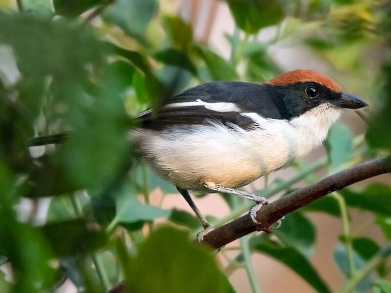 Gabela Bushshrike