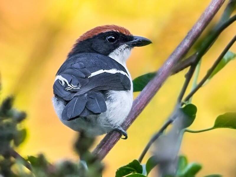 Gabela Bushshrike, 照片 2