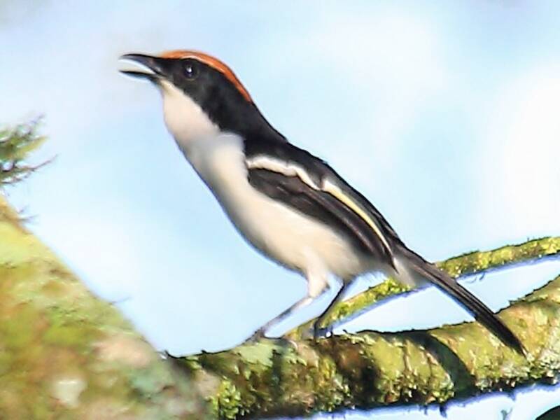 Gabela Bushshrike, 照片 3