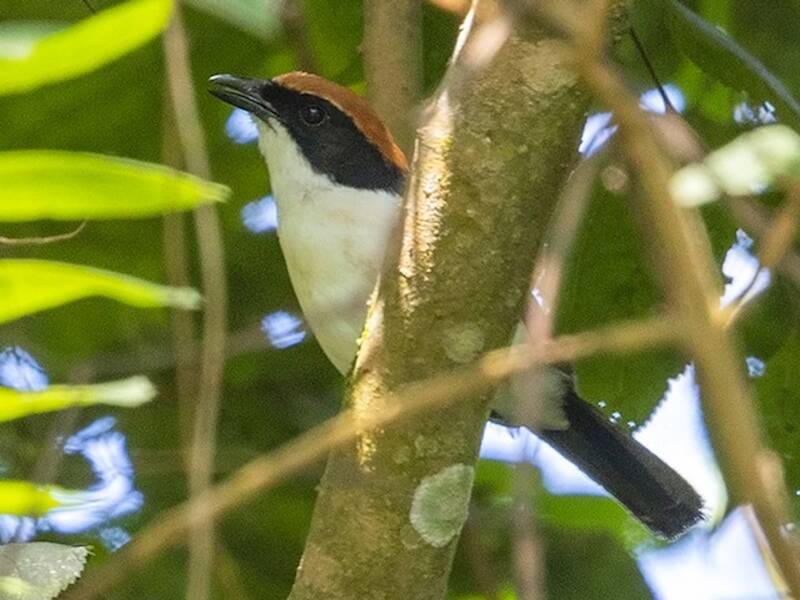 Gabela Bushshrike, 照片 4
