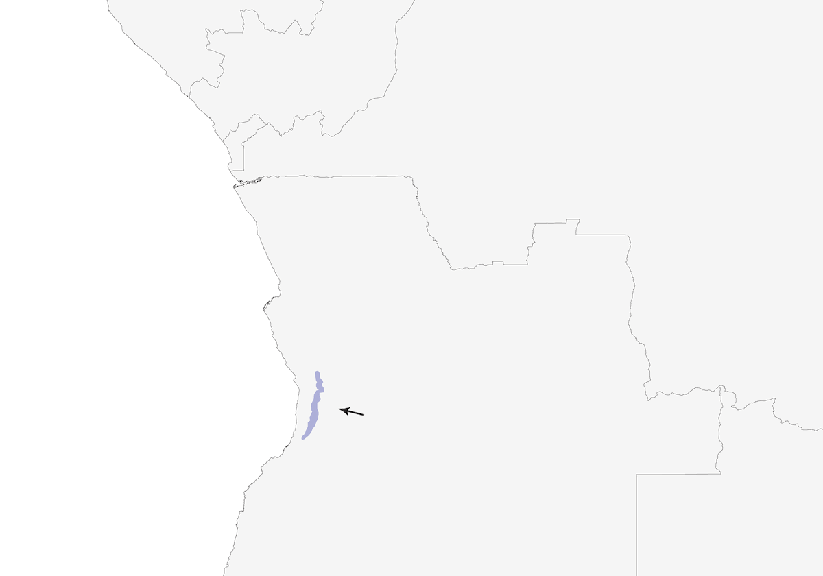 Gabela Bushshrike, 分布 1