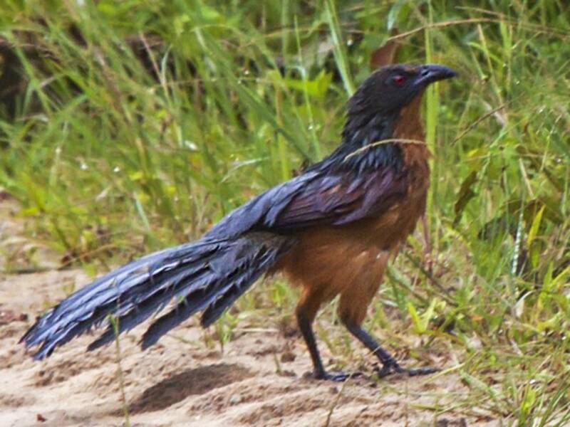 Gabon Coucal, Photos 2