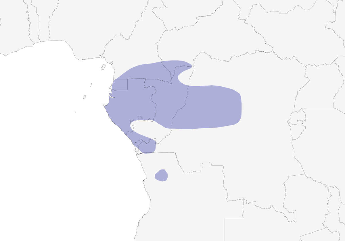 Gabon Coucal, Distribution 1