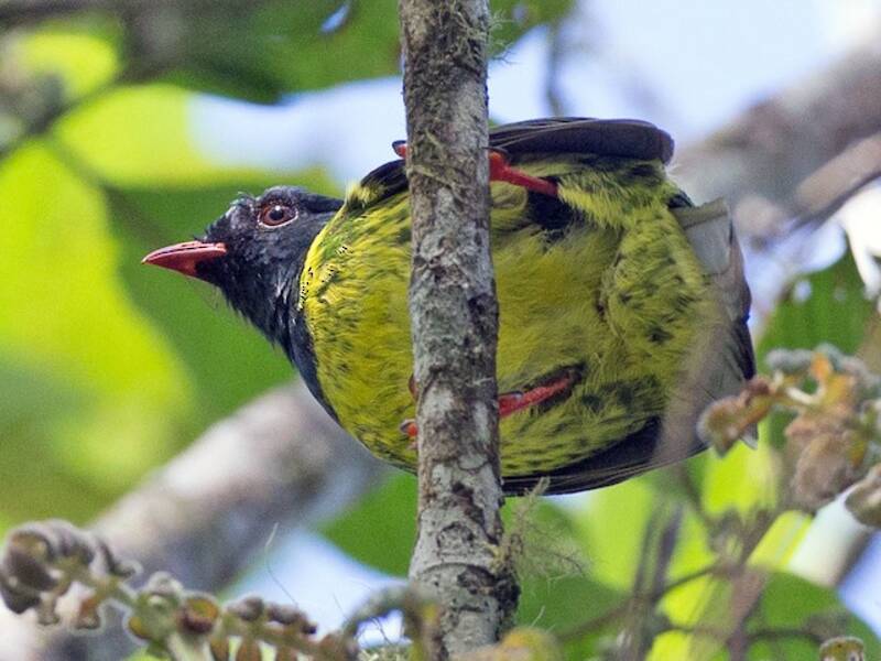 Frutero Verde y Negro, Fotos 4