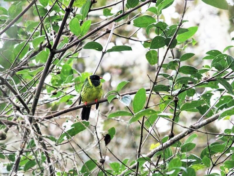 Frutero Verde y Negro