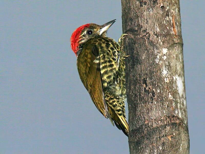 Gabon Woodpecker, 照片 4